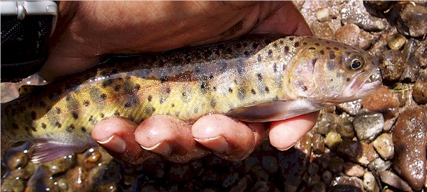 Lahontan Cutthroat