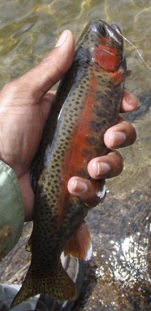 This trout was actually purple in hue.
