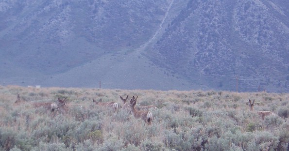 Deer at Hot Creek. I saw a lot of Deer this week and almost hit 4 deer in 4 different areas.